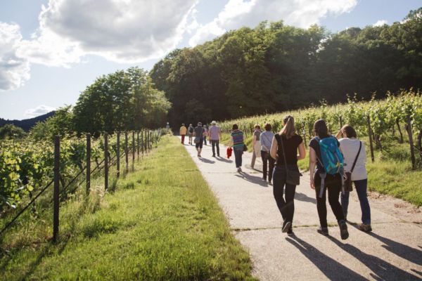 Weinbergrallye mit einer Gruppe